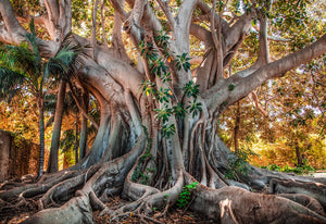 Peter Odekerken | Foto 'Ancient Mother Tree'